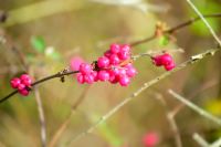 pink berries