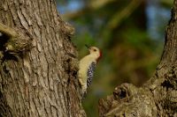 Red bellied woodpecker