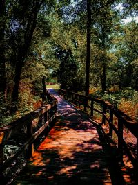 Boardwalk through the woods
