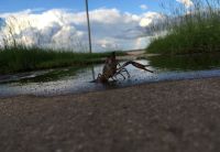 Crawdad