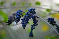 Juniper berries