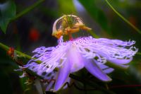 Green Lynx spider on Passiflora